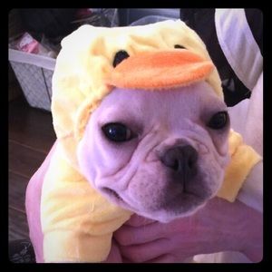 Duck outfit for puppy
